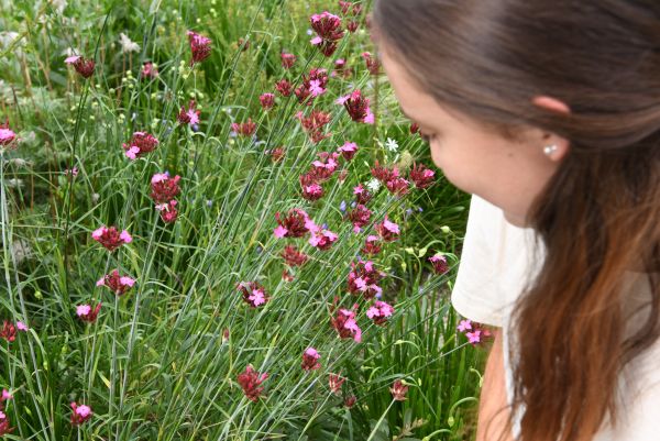 Sophia bei ihren liebsten Blumen auf dem Pflanzenparcours: ((Name der Pflanze dt. und lat.)).